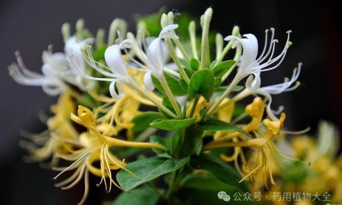金银花的功效与作用泡水喝的功效-金银花的功效与作用泡水喝的功效鱼腥草专区_金银花的功效与作用泡水喝的功效蒲公英专区_金银花的功效与作用泡水网